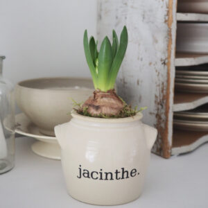 Jacinthe