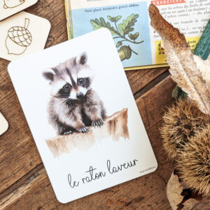 Carte postale Le raton laveur